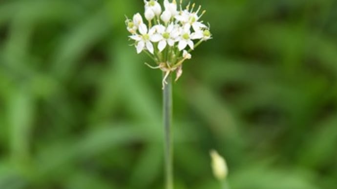 道端の韮の花