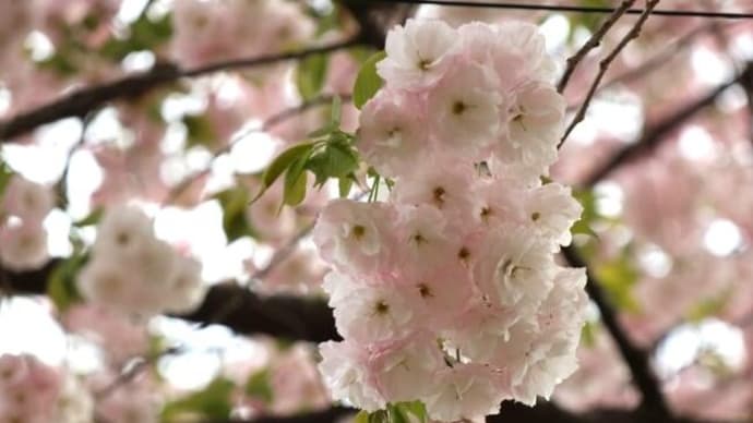 今年の桜は感慨無量