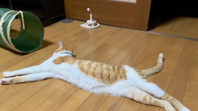 6月20日 暑いと伸び猫