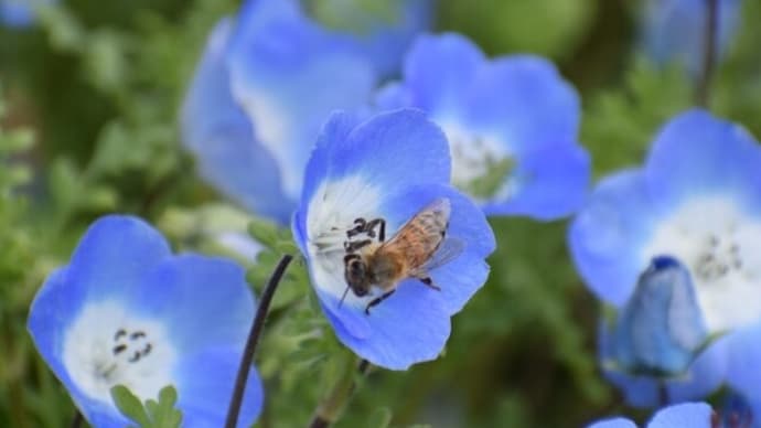 道の駅とみうら枇杷倶楽部の花壇の花