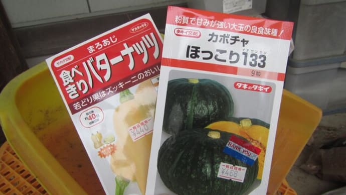 カボチャ「バターナッツ」「ほっこり姫」 タネまき