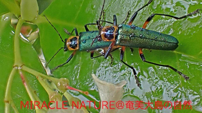 アマミアオジョウカイ 交尾中
