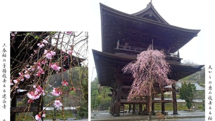 建長寺の三春桜