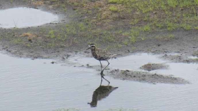 富士見湖パークで③久しぶりのムナグロ