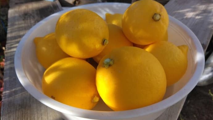 やっと収穫した檸檬と、白鳥の写真