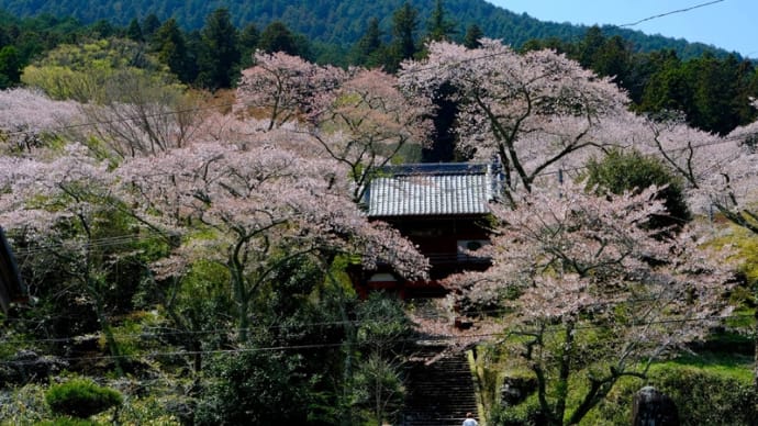 丹波 常勝寺で散り始めの桜を楽しみました