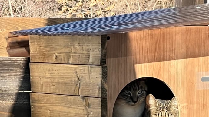 夫はワクチンをキャンセル