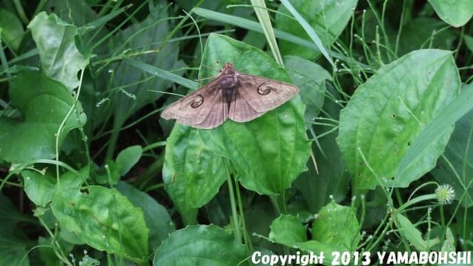 オスグロトモエ♂？（富山県中央植物園／富山市［婦中町］上轡田）