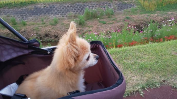 サクタロウの病気🐶闘病記
