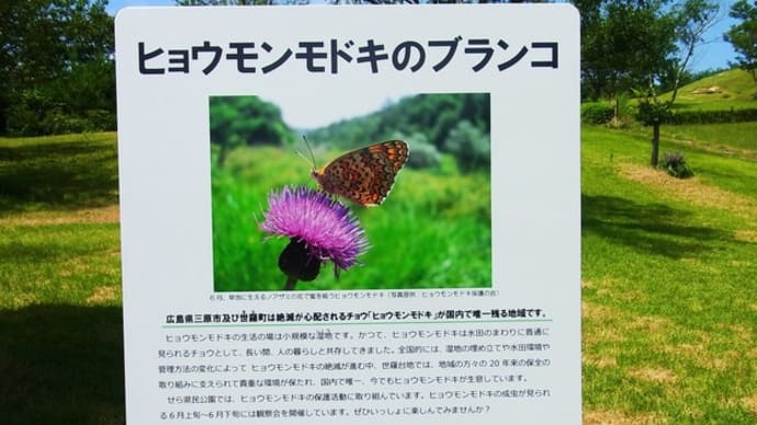花・虫まとめて:せら夢公園湿原めぐり②