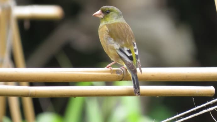 日本で一番絶滅に近い鳥が母島にいる~オガサワラカワラヒワ