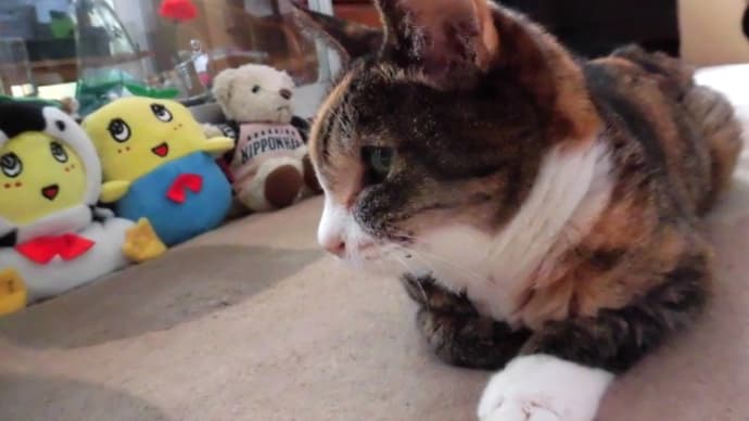 愛猫ハッピー・22回目の「猫の日」に感無量・・。