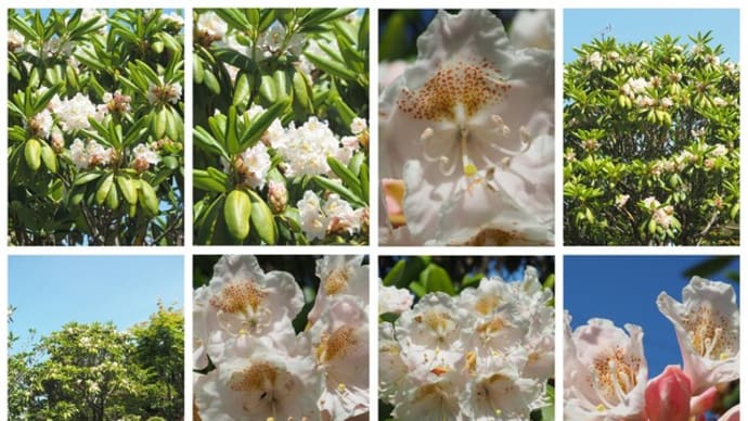 「蝦夷石楠花の花が咲きました」 MY GARDEN 2022.06.04日撮影
