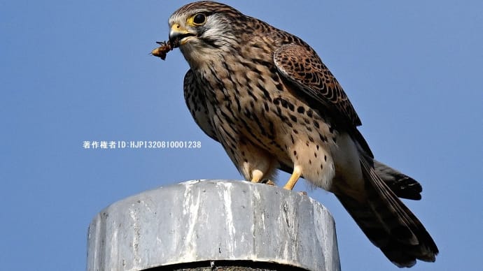チョウゲンボウ