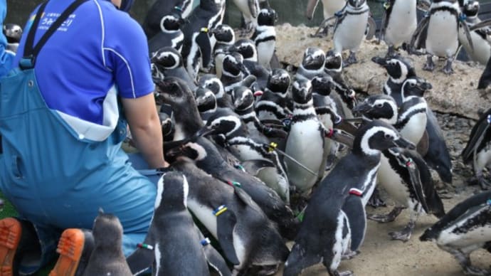 押し寄せるペンギン