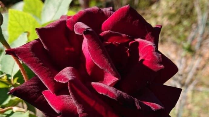 11/16(水)甘楽の薔薇〜深まりゆく秋の紅葉🍁先程、ご近所さんに、お庭に咲いたお花を頂きました😄🎵冬が来る前に🎵