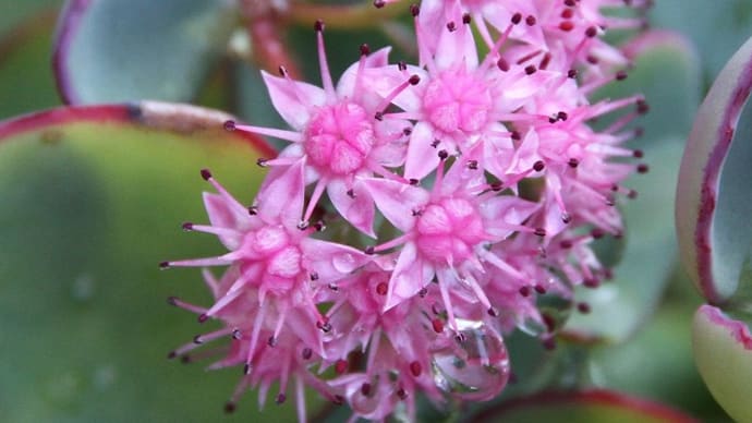 庭の花