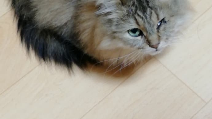 るちるの反抗期🐱