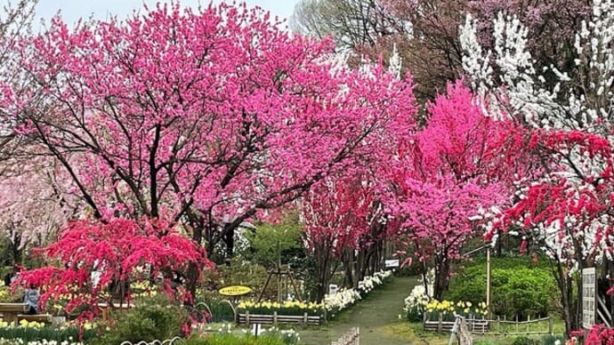 妖精の住む桃源郷「花の森・天神山ガーデン」