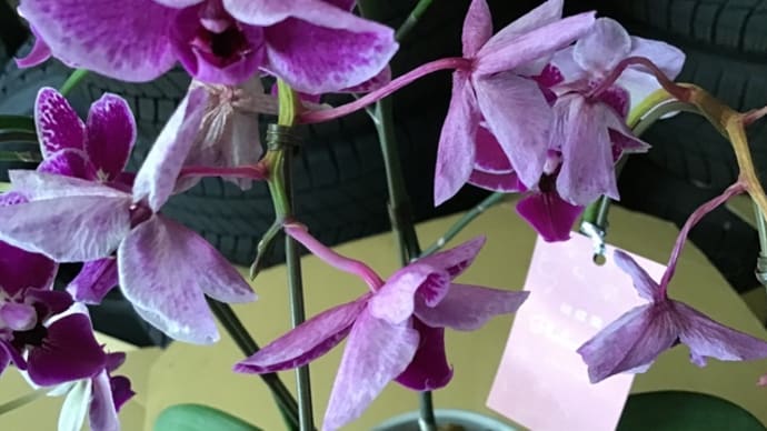 花の命?