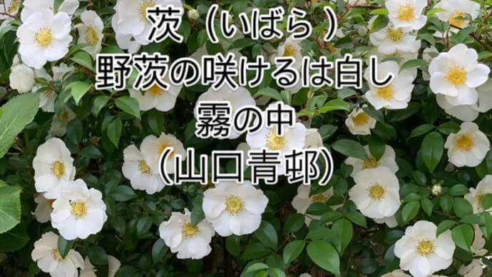2025.4.24(木) 野茨