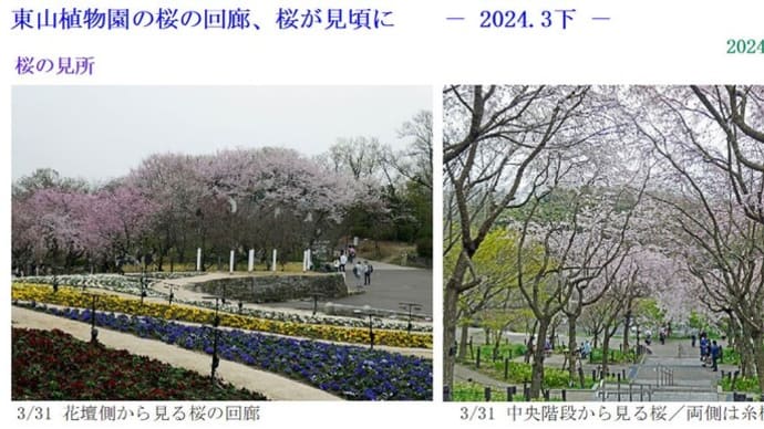 植物園の桜の回廊は満開に近い - 2024.3下 -