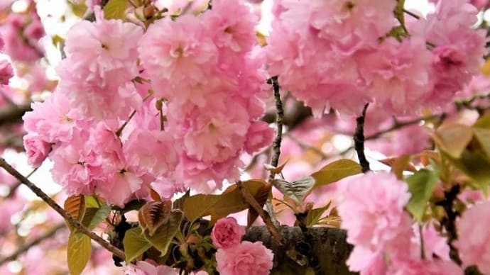 桜仕舞いは親水公園で