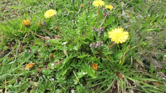 木の花を見ながら散策