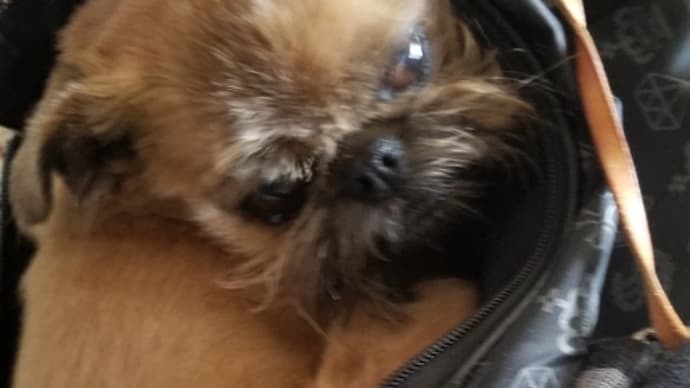 何犬ですか?