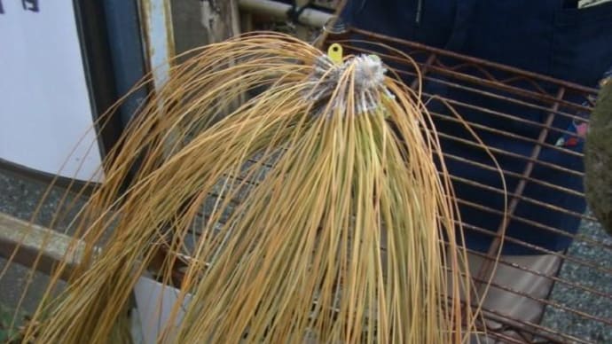 大王松(ダイオウショウ)をお守りに -----10年前の今日(2013-03-09)の回顧ブログです