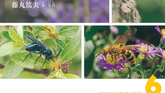 ハチという虫 (月刊たくさんのふしぎ2021年6月号) :福音館書店