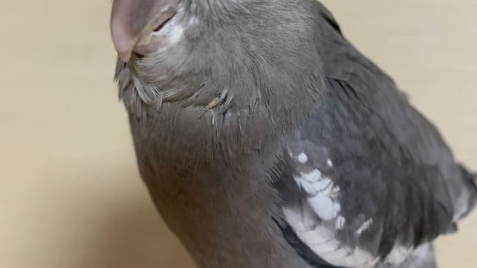販売中❣️インコ雛ちゃん
