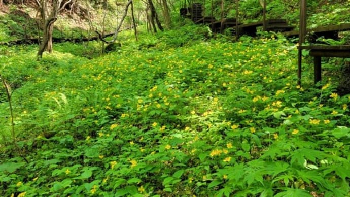 群生するヤマブキソウと山野草たち