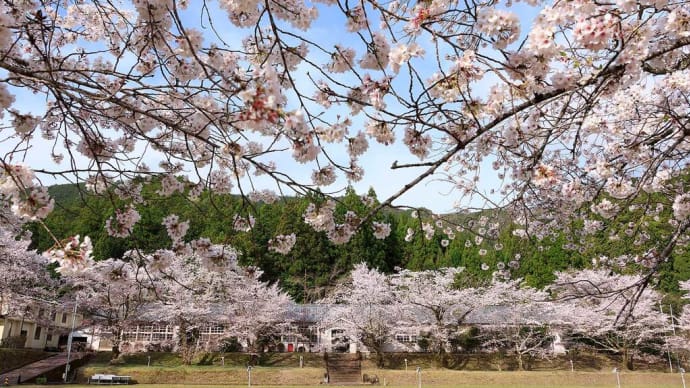 2024.4.6　桜巡り（熊野市〜北山村）