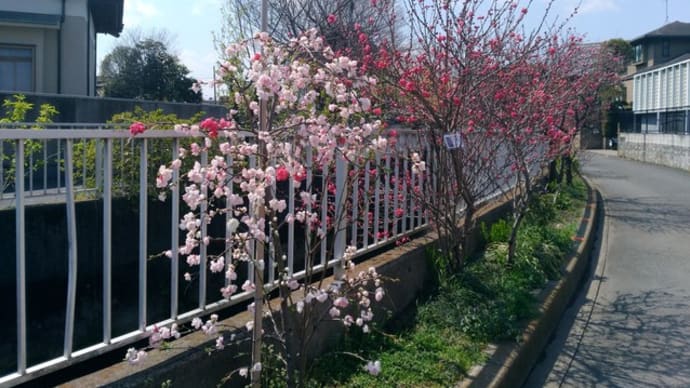 川崎市中原区・春を感じるぶらり散歩　後編