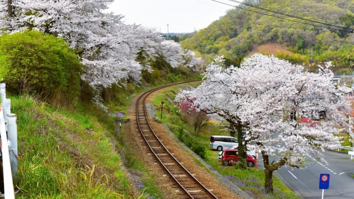 高津戸の桜、春風に舞う。