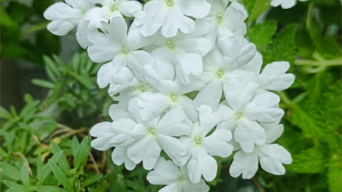 真夏の白い花*青い花*きのう何食べた?