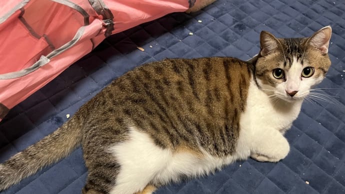 コテblog🐈🍜🐈🍜🐈🍜