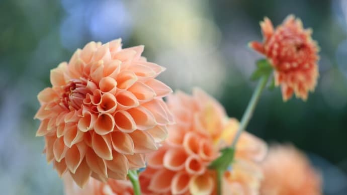 ダリアの花を撮る