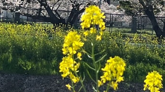 春が来た!