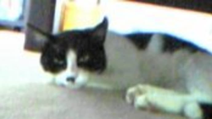 我が家の飼い猫・1