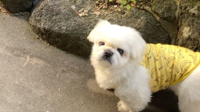 春を感じるお庭で!