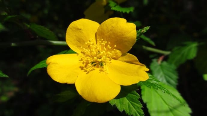 春の花:山吹