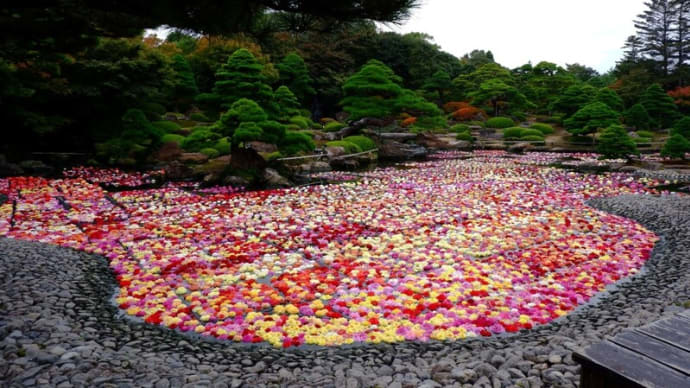【由志園】池泉回遊式日本庭園に浮かぶ１０万輪の天竺牡丹