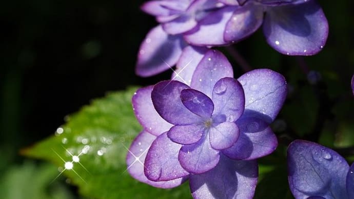 雨に濡れて輝く紫陽花