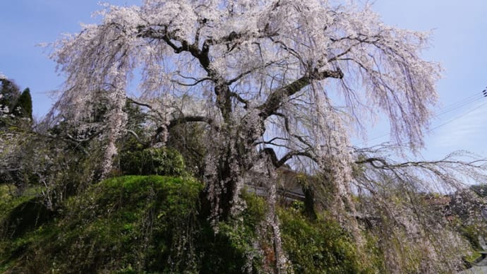 鹿野清流通りの枝垂桜