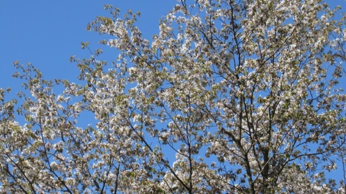山庭の春～御衣黄桜など桜いろいろ～
