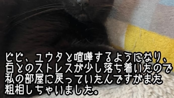 ピピ、再び粗相・・・。