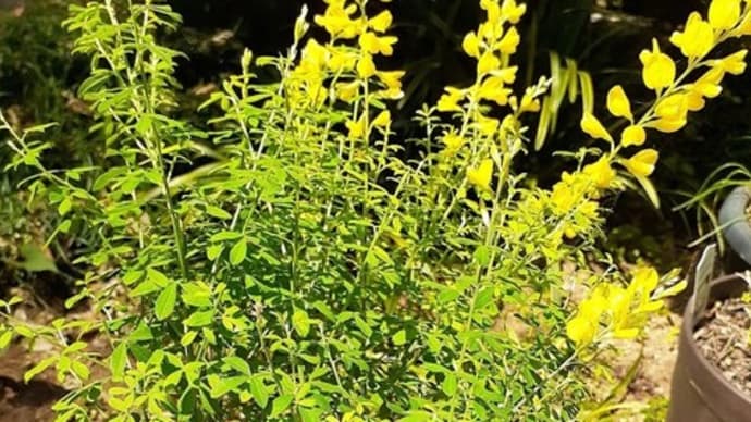 黄色の花が可愛い姫エニシダの植替えをしました
