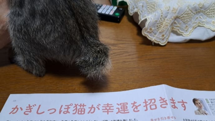 今朝のショウヘイ!